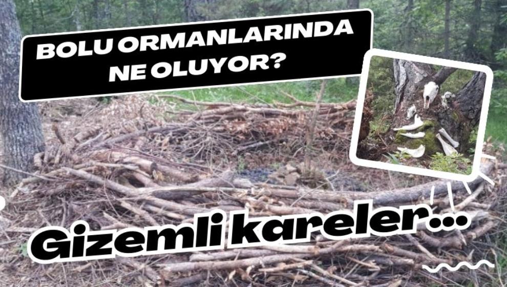 Bolu ormanlarında ne oluyor? Gizemli kareler