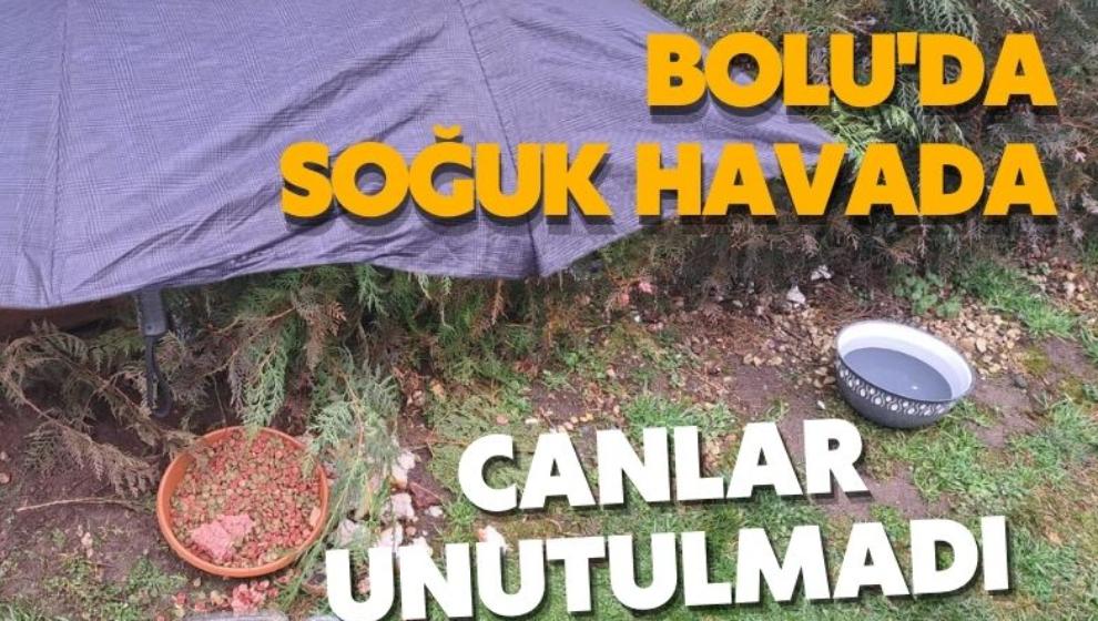 Bolu'da soğuk havada canlar unutulmadı