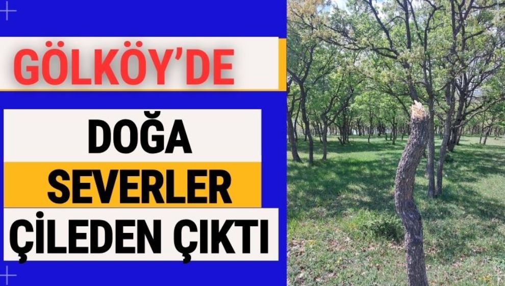 Gölköy'de doğa severler çileden çıktı