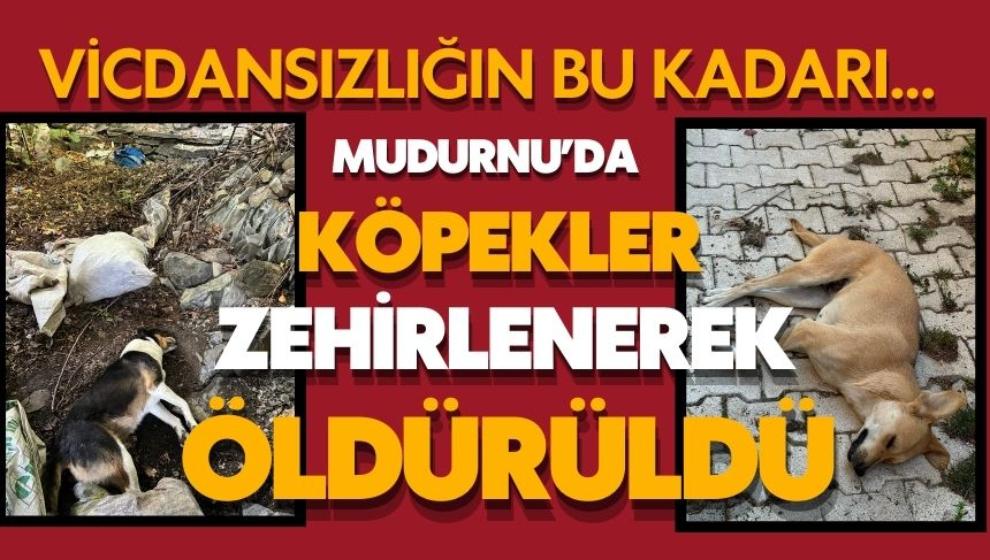 MUDURNU'DA KÖPEKLER ZEHİRLENEREK ÖLDÜRÜLDÜ