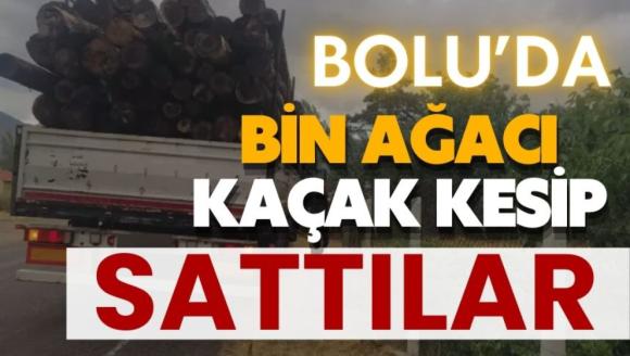 Bolu'da, bin ağacı kaçak kesip sattılar