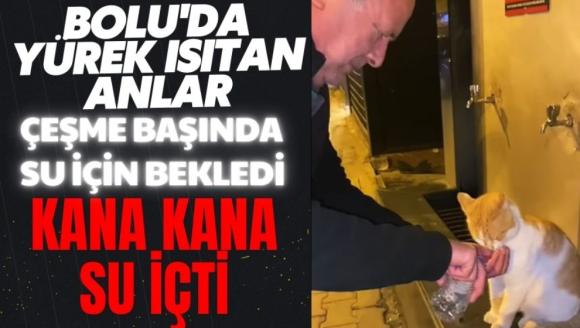 Bolu'da sokak kedisi çeşme başında bekledi, kana kana su içti