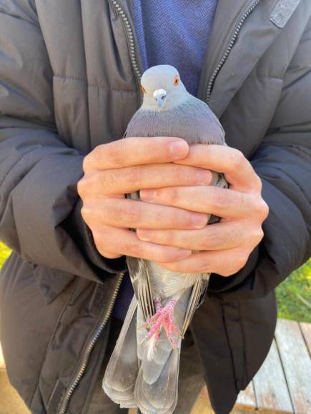 BOLU'DA FOTOĞRAF ÇEKİMİ YAPAN GENÇLERE GÜVERCİN ÇARPTI!