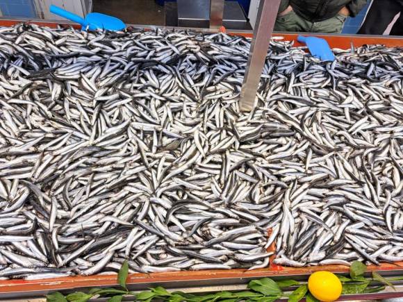 Karadeniz'deki fırtına balık fiyatlarını artırdı