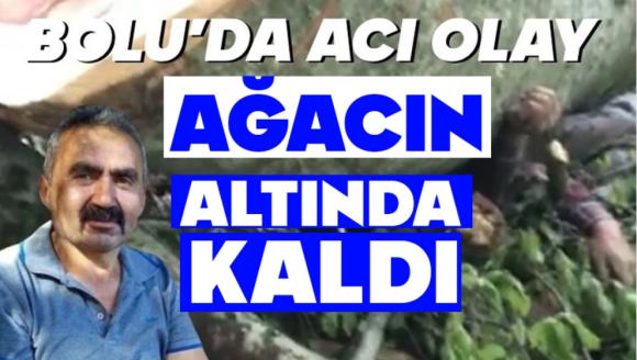 Bolu'da ağacın altında kalan şahıstan acı haber