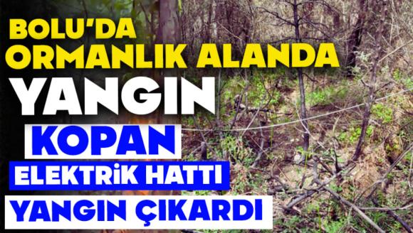 Bolu'da Ormanlık Alanda Yangın: Kopan Elektrik Hattı Yangın Çıkardı