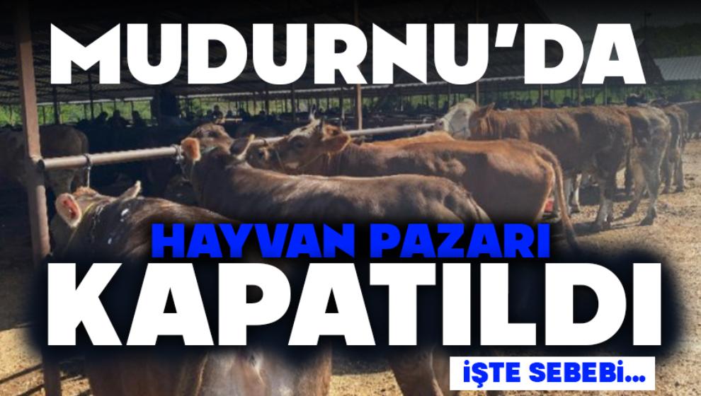 Mudurnu’da Hayvan Pazarı Şap Kapatıldı
