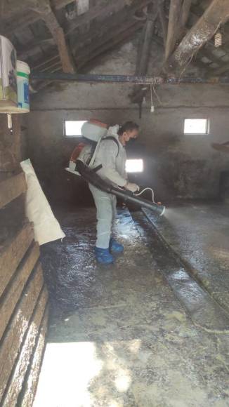 Mengen'de Şap Hastalığına Bağlı İlk Kayıp:  Bir Buzağı Telef Oldu