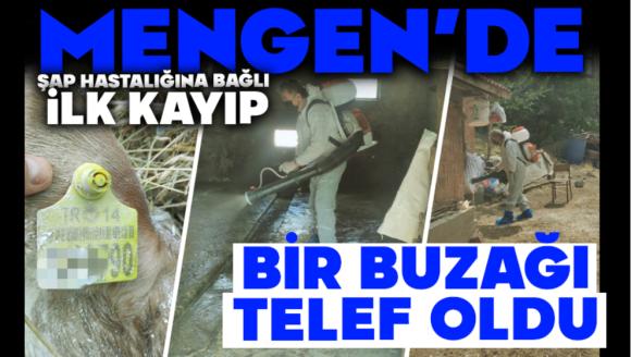 Mengen'de Şap Hastalığına Bağlı İlk Kayıp:  Bir Buzağı Telef Oldu