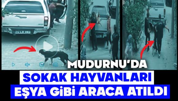 Mudurnu'da Hayvanlar Eşya Gibi Araca Atıldı, Tepkiler Çığ Gibi Büyüdü