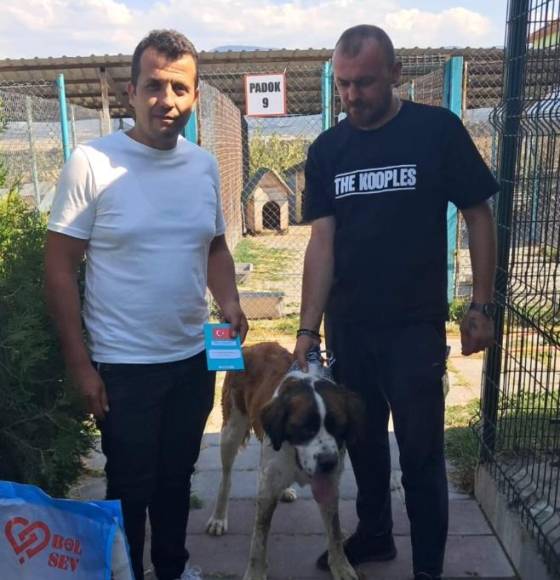 Temmuz Ayında 10 Sokak Hayvanı Yeni Yuvaya Kavuştu