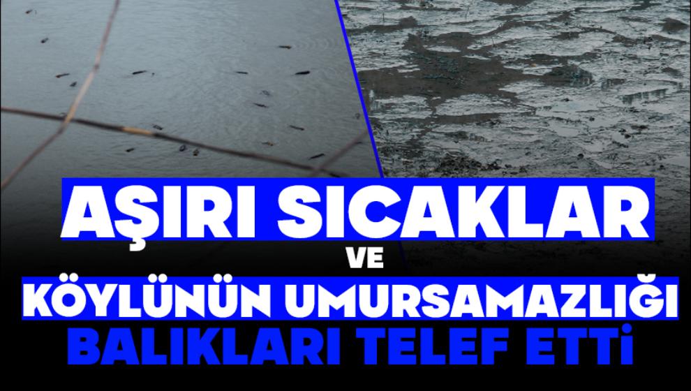 Aşırı Sıcaklar Ve Köylünün Umursamazlığı Balıkları Telef Etti