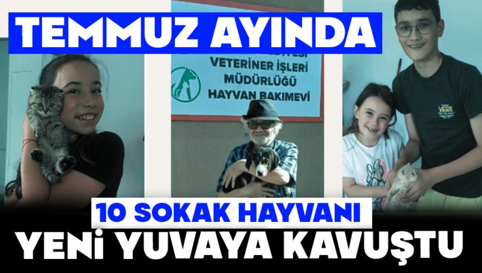 Temmuz Ayında 10 Sokak Hayvanı Yeni Yuvaya Kavuştu