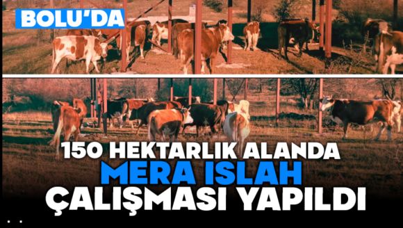 Bolu'da, 150 Hektarlık Alanda Mera Islah Çalışması Yapıldı