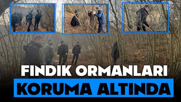 Fındık Ormanları Koruma Altında