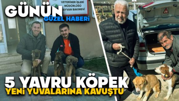 Günün Güzel Haberi: 5 Yavru Köpek Yeni Yuvalarına Kavuştu