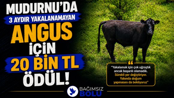 Mudurnu'da 3 Aydır Yakalanamayan Angus İçin 20 Bin TL Ödül