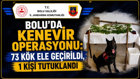 Bolu'da Kenevir Operasyonu: 73 Kök Ele Geçirildi, 1 Kişi Tutuklandı