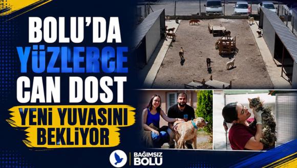 Bolu'da yüzlerce can dost yeni yuvasını bekliyor